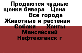 Продаются чудные щенки бивера › Цена ­ 25 000 - Все города Животные и растения » Собаки   . Ханты-Мансийский,Нефтеюганск г.